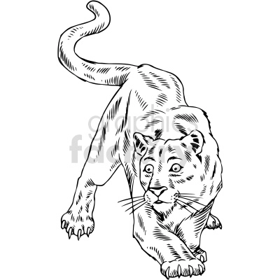 black and white female lion clipart