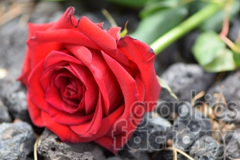 A close-up image of a red rose lying on a bed of dark, rocky surface.