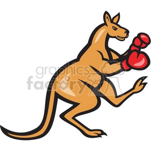 kangaroo boxer