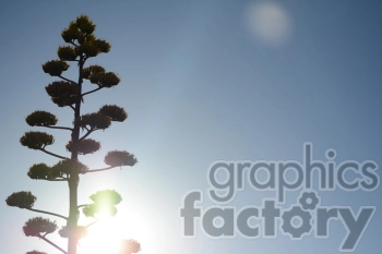 A tall agave plant silhouette against a clear blue sky with sunlight flaring.