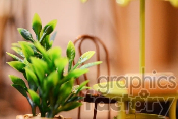 This clipart image shows a close-up view of a small potted plant with green leaves. In the background, there is a blurred miniature chair and a green table, suggesting a cozy interior or garden scene.