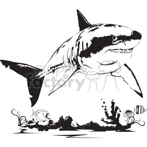 black and white shark