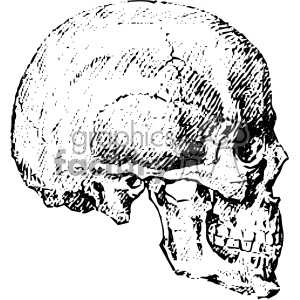 A black and white clipart illustration of a human skull viewed from the side.