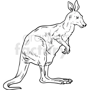 black and white realistic kangaroo vector clipart