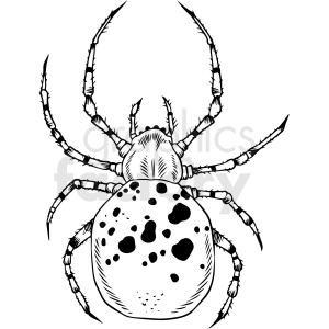 Black and white clipart image of a detailed spider with spots on its back, featuring eight legs and intricate body patterns.