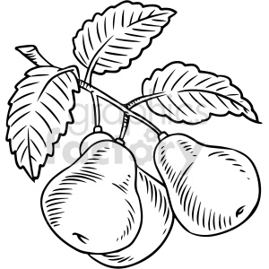 black and white pears clipart