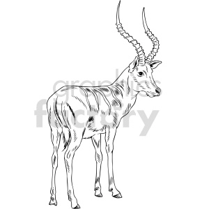 Antelope Illustration with Spiraled Horns - Wildlife Line Art
