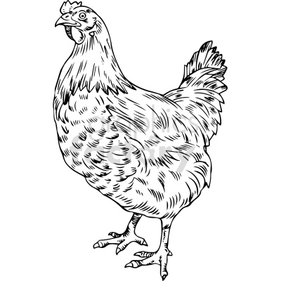 The clipart image shows a simple black and white outline of a chicken, commonly used as a design for tattoos. The chicken is facing forward with its wings slightly raised and feet on the ground. It has a curved beak, comb, and tail feathers.
