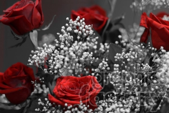 A bouquet featuring vibrant red roses contrasted against black and white baby's breath flowers.