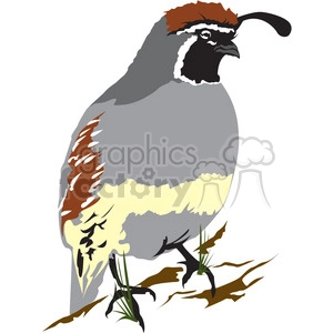 A clipart image of a Gambel's quail, characterized by its distinct feather plume on the head, gray body, and colorful markings.