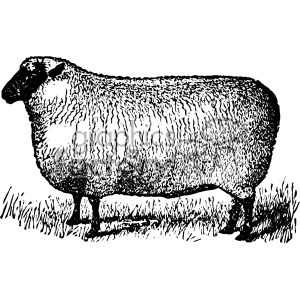 vintage sheep wearing a crown vector vintage 1900 vector art GF