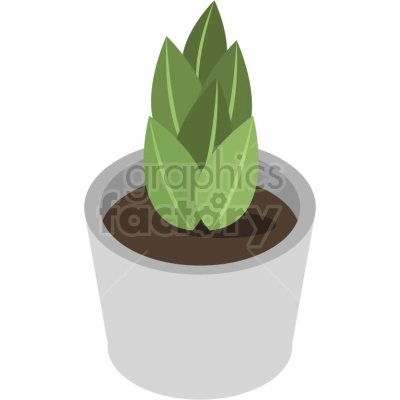 house plant in small pot