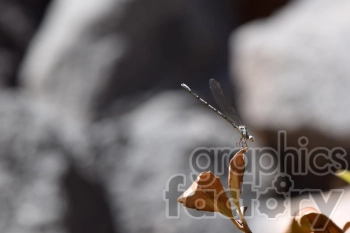 Close-up photograph of a dragonfly perched on a dried leaf.