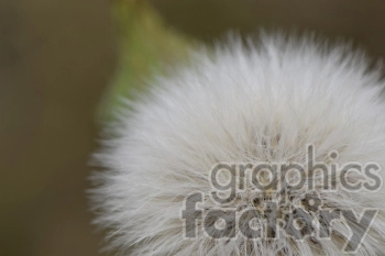 Close-up macro image of a fluffy dandelion seed head with a blurred background.