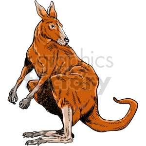 kangaroo vector graphic illustration