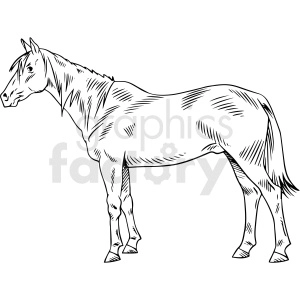 black and white realistic horse vector clipart