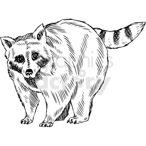 black and white raccoon vector illustration