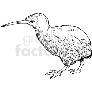 Line drawing of a kiwi bird, illustrating this unique and flightless bird native to New Zealand with distinct features such as a long beak and fluffy plumage.