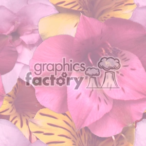 Clipart image of a bunch of pink and yellow flowers with soft, blooming petals and veined patterns.