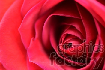 Close-up image of red rose petals in full bloom, showing the intricate details and vibrant color of the flower.