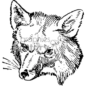 vintage fox head vector vintage 1900 vector art GF