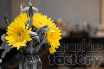 A vibrant bouquet of yellow sunflowers in a clear glass vase against a blurred background with a selective color effect.