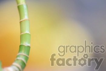 Close-up image of a green bamboo stalk with a soft, blurred yellow background.