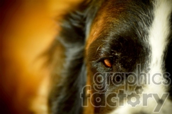 Close-up image of a dog's face, focusing on the eye with a soft, warm background.