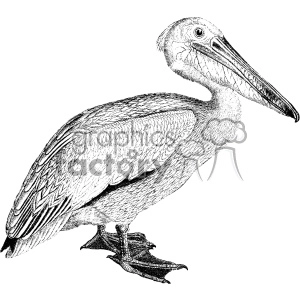 Detailed black and white clipart illustration of a pelican standing. The image showcases intricate line work capturing the textures of the bird's feathers and features.
