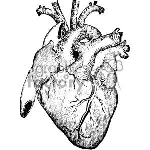 A detailed black and white clipart image of a human heart, showcasing anatomical features of the cardiovascular system.