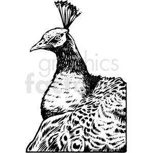 black and white realistic peacock vector clipart