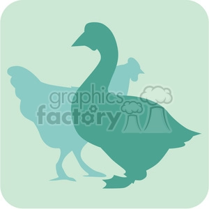 animals duck chicken 097