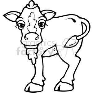 Hefer Calf Cow