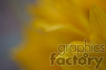 A macro photograph of blurred yellow petals, likely of a flower, with soft and abstract details.
