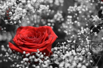 A vibrant red rose surrounded by delicate baby's breath flowers, set against a black and white background.