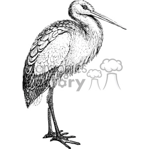 Detailed black and white clipart illustration of a standing stork with a long beak and intricate feather details.