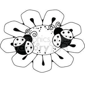 Black and White Ladybugs on Flower
