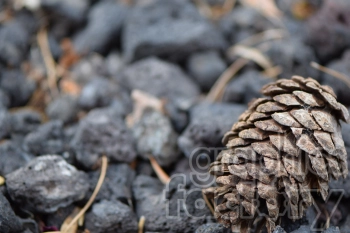 The image shows a close-up of a pine cone lying on a ground covered with small gray rocks.