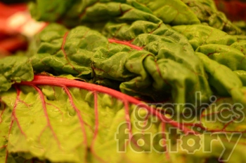 Close-up image of fresh Swiss chard leaves with vibrant green foliage and red stems.