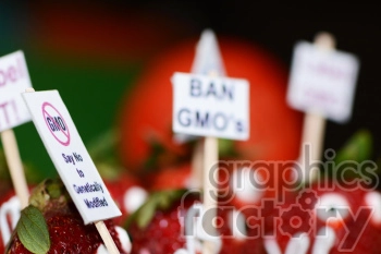 strawberries protesting GMOs