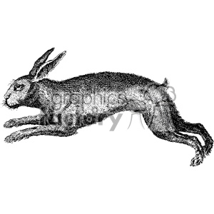 Vintage Leaping Rabbit
