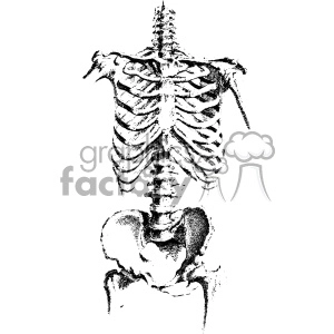 A detailed black-and-white clipart illustration of a human skeleton torso, showcasing the ribcage, spine, pelvis, and shoulders.
