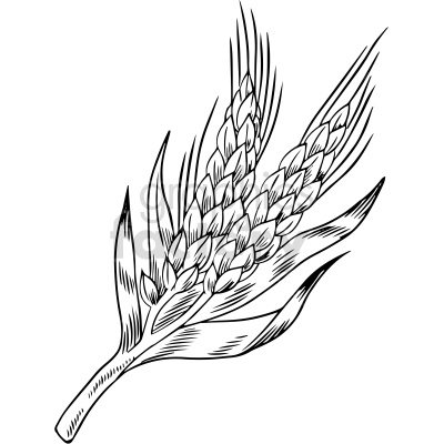 A black and white clipart image of a wheat stalk with detailed lines and shading.