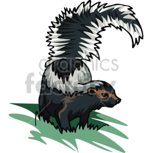 Skunk Image - Black and White Striped Skunk on Grass