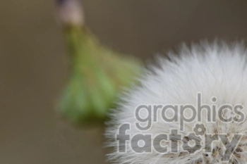 A close-up image of a dandelion seed head with a green bud in the blurred background.