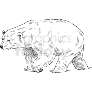 The clipart depicts a line drawing of a polar bear, shown in profile, walking to the left. The image captures the distinctive features of the polar bear: its large body, thick fur, and powerful build. The bear's musculature and fur texture are also detailed in the drawing. There is no visible tattoo on the polar bear in this image.