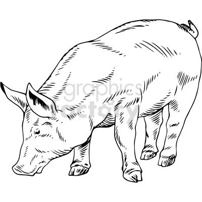 black and white pig clipart